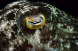 alien,wakatobi 2004,F90+105mm by Marco Wannenmacher 